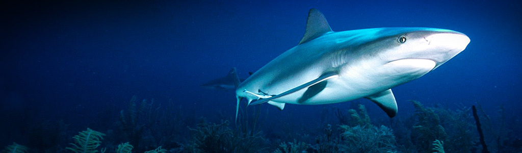 dangerous shark header 2037 1024x300